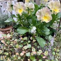 サクラ,プリムラ,ムスカリ,ワイヤープランツ,ビオラの画像