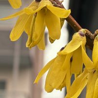 レンギョウ,レンギョウ,公園,花壇,庭木の画像