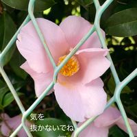 サザンカ,花のある暮らしの画像