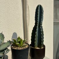 ソテツキリン,柱サボテン,アガベ チタノタ ブラックアンドブルー,アガベ チタノタ レッドキャット ウィーズルの画像