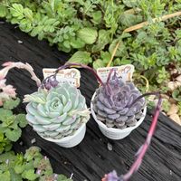 クレムシャンティ,多肉植物,多肉大好き,多肉中毒,多肉のある暮らしの画像