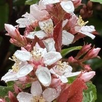 シャリンバイ,ドウダンツツジ,馬酔木の画像