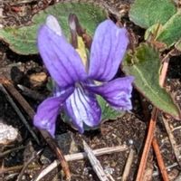 スミレ,ヒメスミレ,山野草,癒し,花のある暮らしの画像