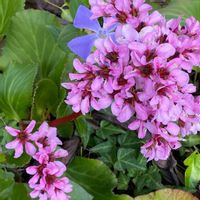 花のある暮らし,お出かけ先の画像