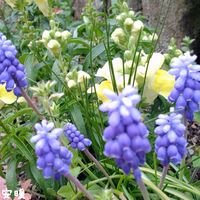 ムスカリ,ムスカリ,花のある暮らし,春の訪れ,お花を楽しむの画像