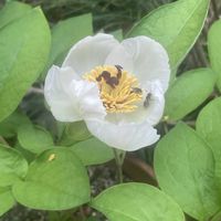 ギボウシ,シャガ,ヤマシャクヤク,葉牡丹の花,ヒメフウロの画像