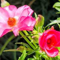 ラナンキュラスラックス,花壇,我が家の花壇,季節の花,花のある暮らしの画像