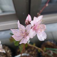 種まき,軒下,プランター栽培,桃,家庭菜園の画像