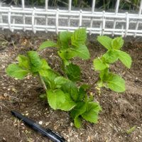 ハイドランジア ディープパープル,花のある暮らし,キュンキュン乙女倶楽部の画像