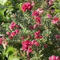 花のある暮らし,お出かけ先の画像