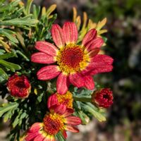 我が家の庭,花のある暮らし,みどりのある暮らし,朝ドラ,花&木を愛でるの画像