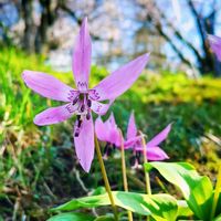 カタクリ,山野草,ありがとう♡︎⸜( ´ ꒳ ` )⸝♡︎,Light along,幸せの風景の画像