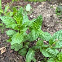 ミントの画像