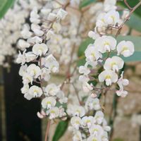 ハーデンベルギア,ハーデンベルギア,花のある暮らし,お散歩道の画像