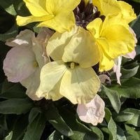 エリシマム,ニオイアラセイトウ,エリシマム レヤ レモングロー,寄せ植え,今日の１枚の画像