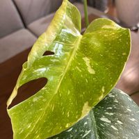 クワズイモ,モンステラ,クワズイモ斑入り,サトイモ 科,アロイドの画像