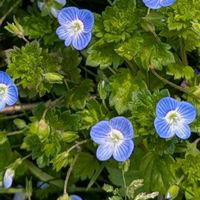 オオイヌノフグリの画像