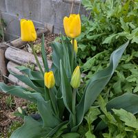 スミレ,白菜,ポピーブラックマジック,毎年増えるチューリップ,コメリお買い得フラワーの画像