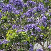 ウツボカズラ,ウツボカズラ,ジャガランタ,DAISOジャガランタ,DAISOジャガランタの画像