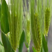 ヤグルマギク,ムギ,花のある暮らし,スマホ撮影,癒やしの画像