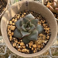 多肉,大和錦,大和錦,ヤマトニシキ,多肉植物の画像