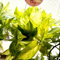 ポトス,サトイモ科,ポトス ハッピーデー,ポトス ハッピーデー,ハッピーデーの画像