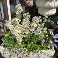 アンドロサセ　スターダスト,ブラキカム,ビオラ,ヒューケラ,ラビットフットクローバーの画像