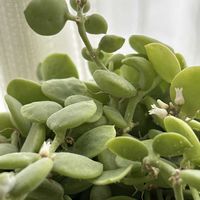 ディスキディア,ディスキディア ヌンムラリア,多肉植物,小さな花,小さな小さな花の画像