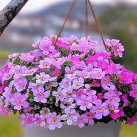 バコパ,バコパ・コピア,ガーデニング,咲いた！,マイガーデンの画像