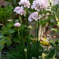 アルメリア,アルメリア　アルマダ,丸くて可愛いの画像