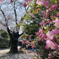 ソメイヨシノ,ハナカイドウの画像