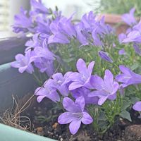 ベルフラワー,マクロレンズ,ミラーレス一眼,おうち園芸,元気に育ててますよの画像