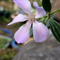 サクラ,サクラ,サクラ,ボタン,ソメイヨシノの画像