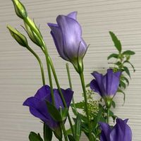 トルコキキョウの画像