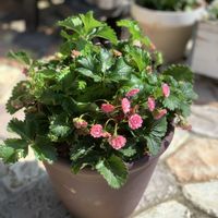 イチゴ,イチゴ　キューピットドロップの画像