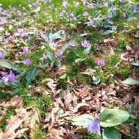 カタクリ,花のある暮らし,お出かけ先の画像