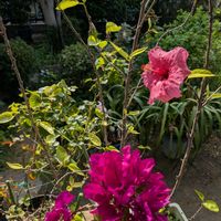 ブーゲンビリア,ハイビスカス♡,大好き♥️,感動❤️,寄せ♡植えの画像