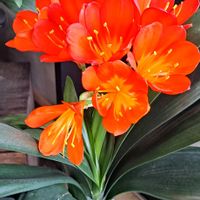 クンシラン,カンガルーポー,セルリア プリティーピンク,リューコSカーニバルコースト,今日のお花の画像