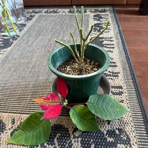 ポインセチア,ポインセチア プレミアムレッド,ポインセチア プレミアムレッド,剪定,ポインセチア挿し木の画像