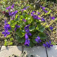 クローバー,すみれ,ナチュラルガーデン,春の庭の画像