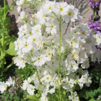 サクラソウ,ツバキ,タネツケバナ,シレネ ピンクパンサー(シレネ カロリニアナ),寄り道散歩の画像