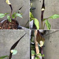 ユキモチソウ,ユキモチソウ,雪餅草(ユキモチソウ),山野草,花のある暮らしの画像