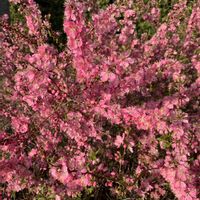 スノーフレーク,モクレン,ベニバナトキワマンサク,オオキバナカタバミ,オヒョウモモの画像