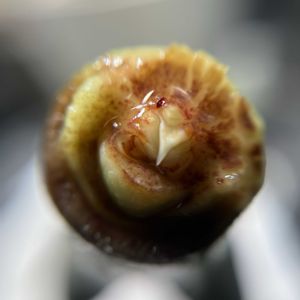 アガベ,笹の雪錦,氷山,エボリスピナ,王妃笹の雪の画像