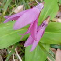 カタクリ,カタクリの花,かたくり,東北人花の会,チーム魔女っ子の画像