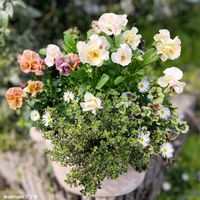 害虫対策,꒰ღ˘◡˘ற꒱かわゅ~,花のある暮らし,繋がりに感謝✨,GS皆様ありがとうの画像