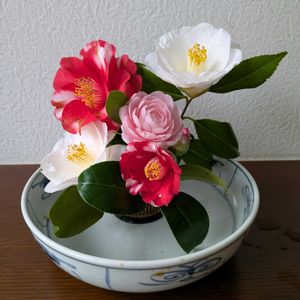 ツバキ,ツバキ ナイトライダー,いけばな,花のある暮らし,植物と暮らすの画像