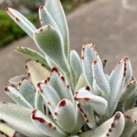 カランコエ,月兎耳,もふもふ,月兎耳 カランコエの画像