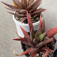 十二の巻の画像