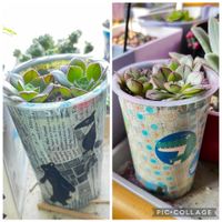 斑入りマルバマンネングサ,アルブカ コンコルディアナ,アルブカ コンコルディアナ,マスカエンセ,マスカエンセの画像